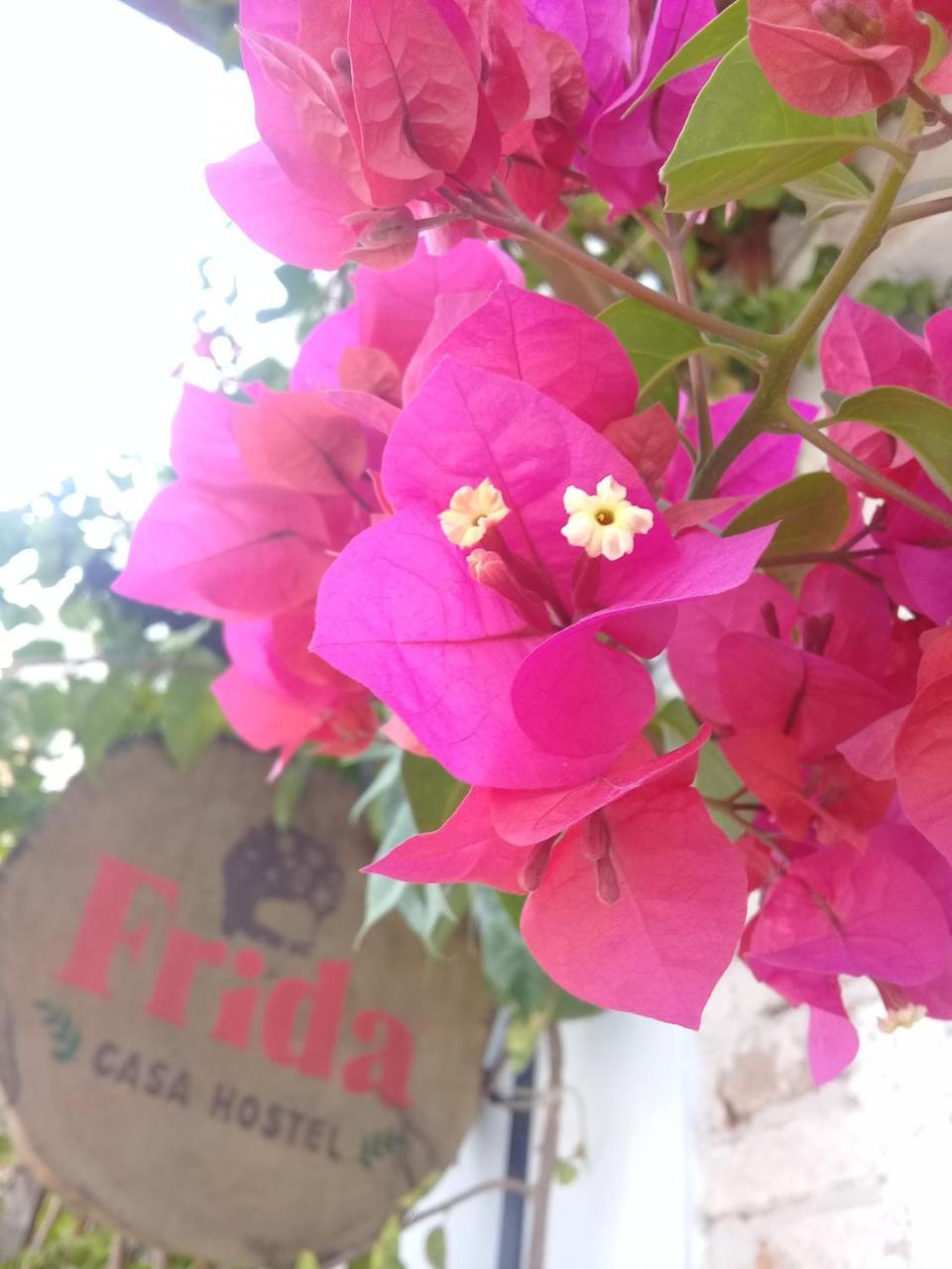 פלוטאס Frida Casa Hostel מראה חיצוני תמונה
